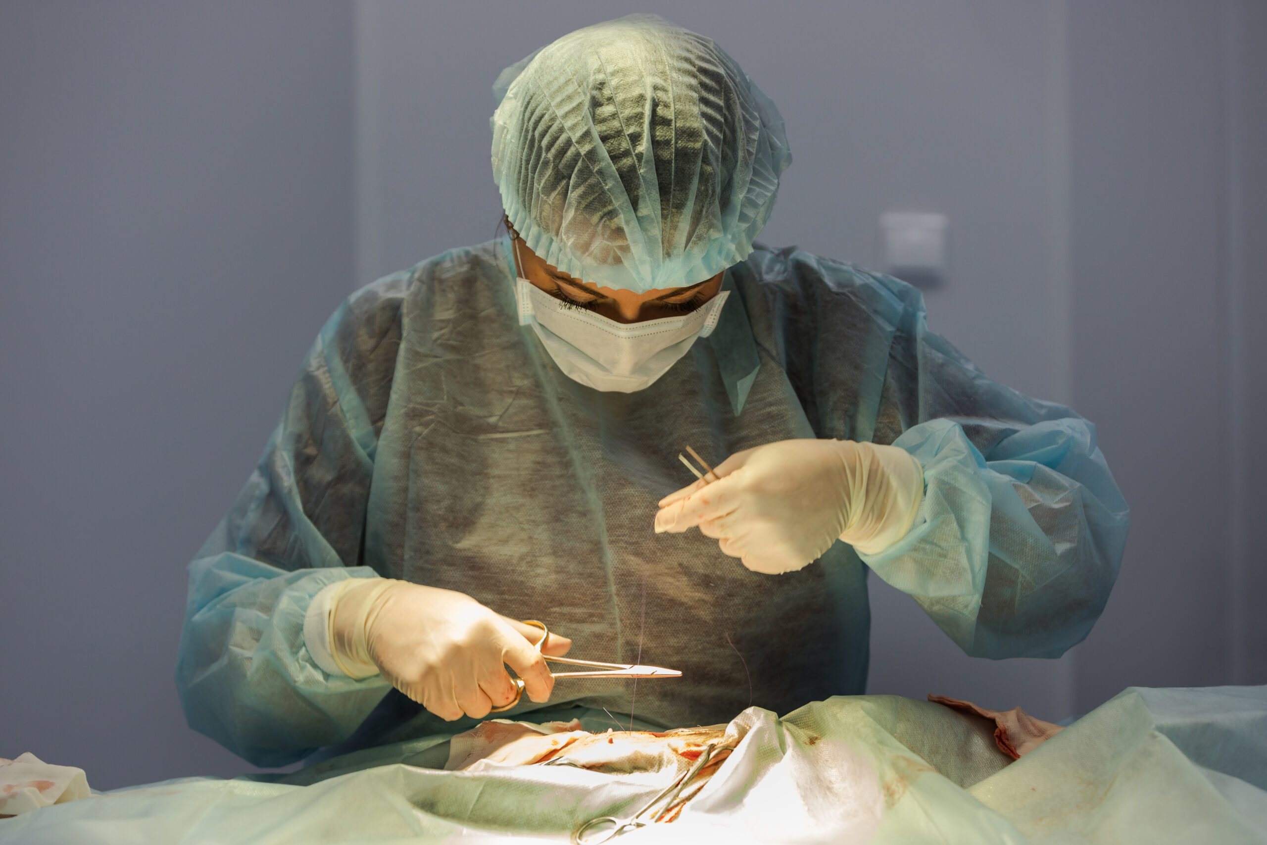 Closeup view of female veterinarian does cat sterilization surgery and sews up the wound, vet holding a needle in her hands. Veterinary surgery, operation, laparotomy concept